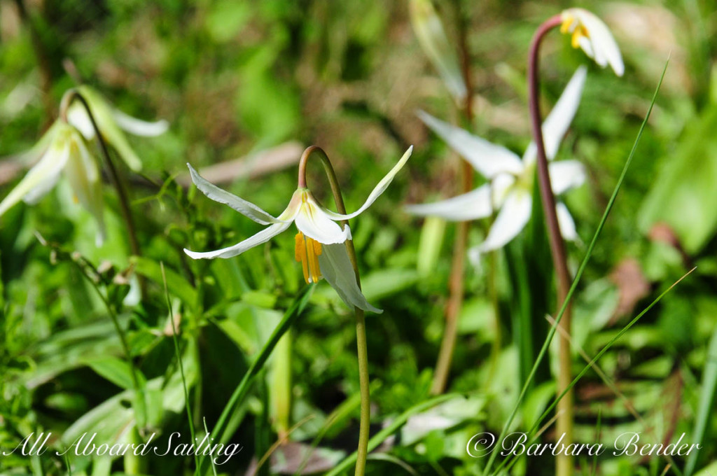 Trout Lily (or Fawn Lily), Yellow Island