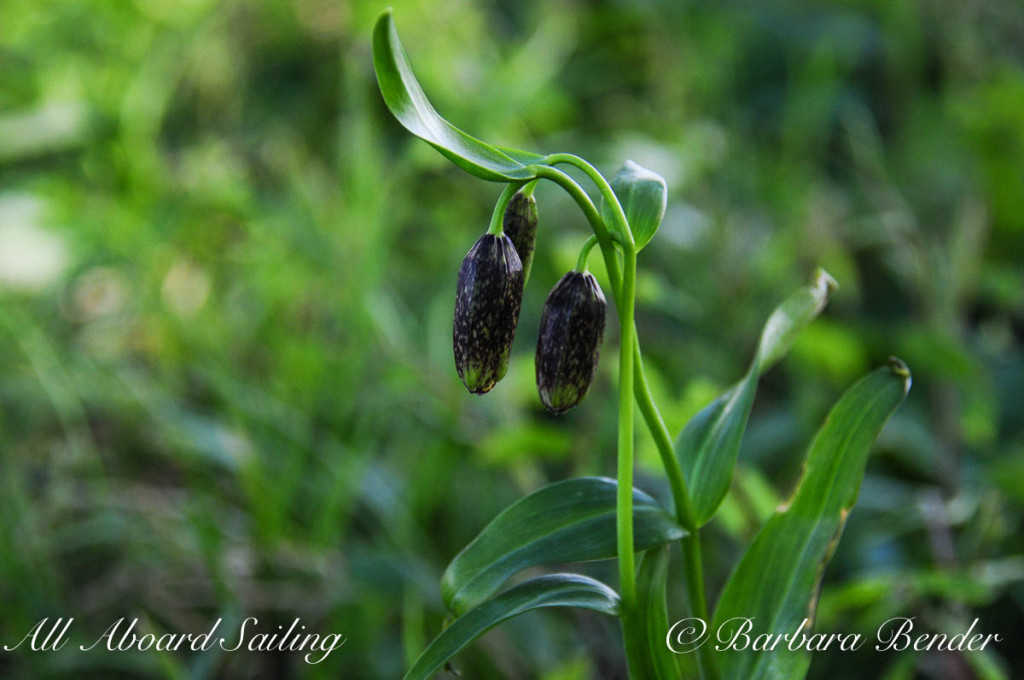 Chocolate Lily, Yellow Island