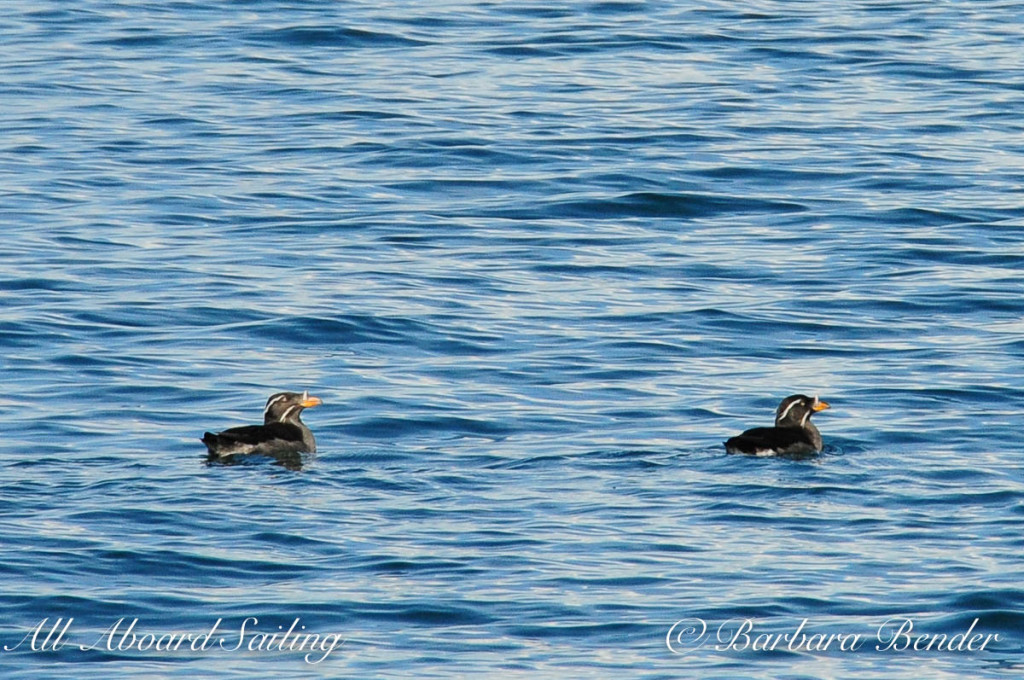 Rhinoceros auklets