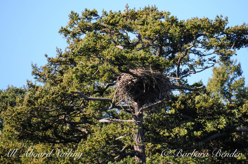 Bald Eagle's Nest, Flattop Island