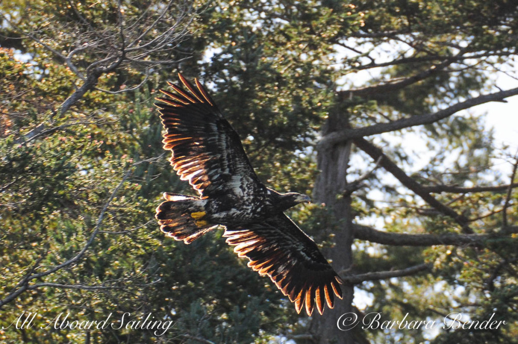 Juvenile Bald Eagle, Flattop Island