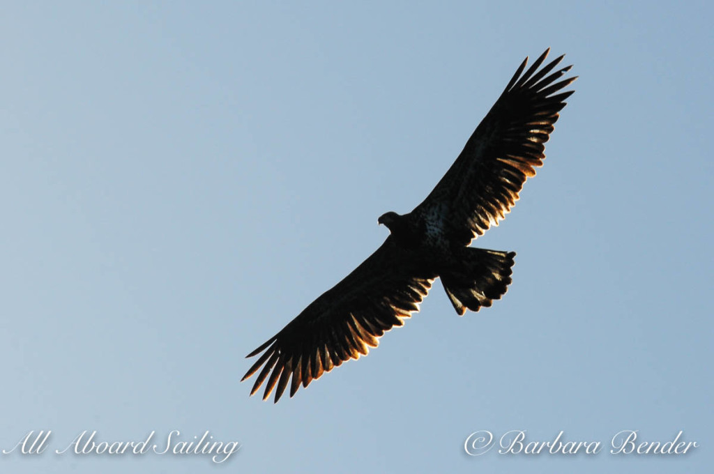 Juvenile Bald Eagle, Flattop Island