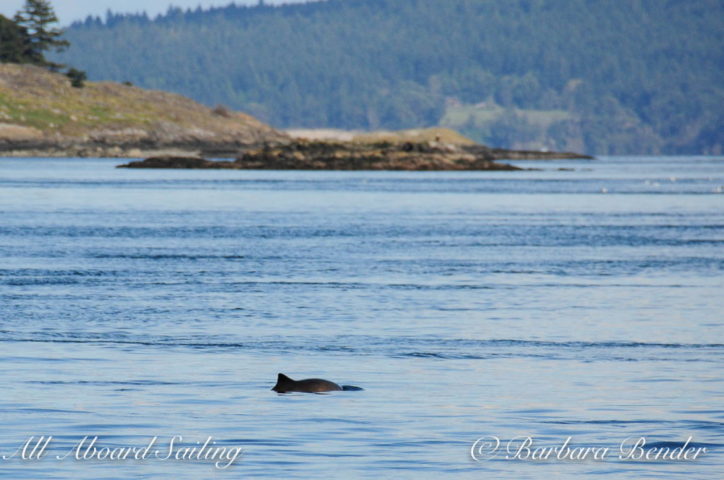 Harbor Porpoise