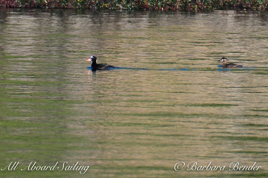 Surf Scoters