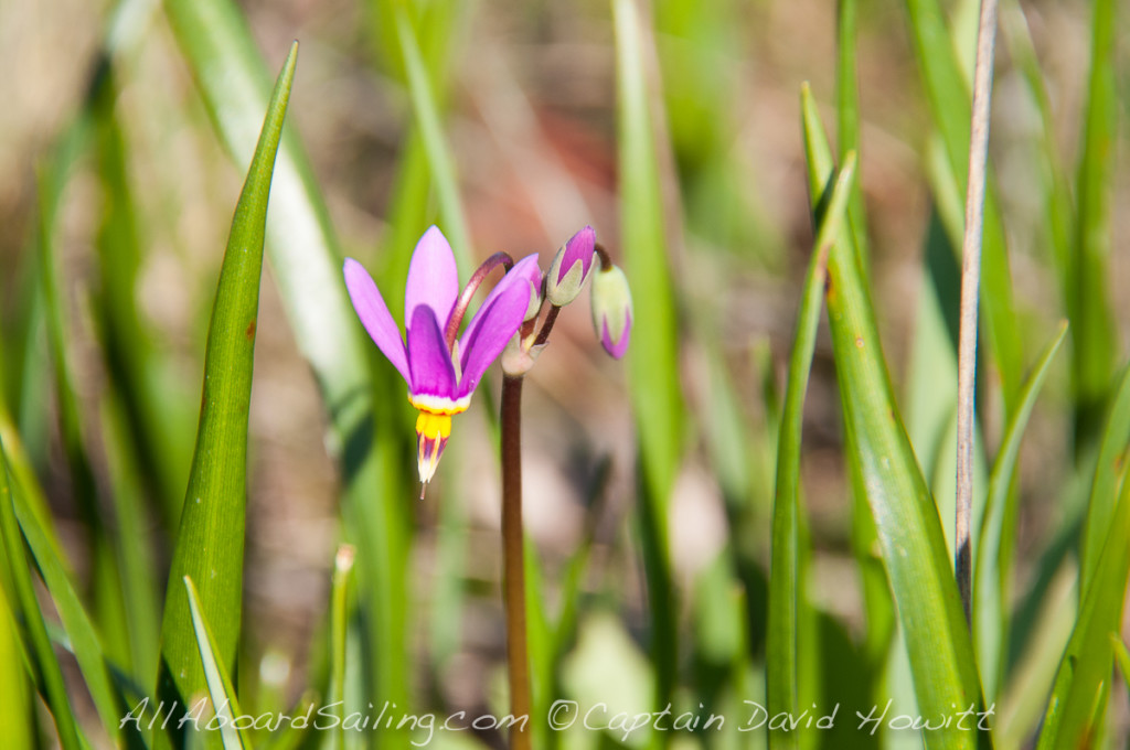 Shooting Star, Dodecatheon pulchellum, Yellow Island