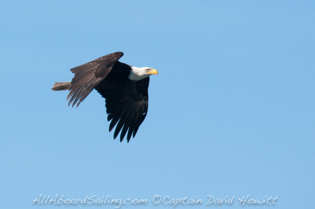 Bald Eagle