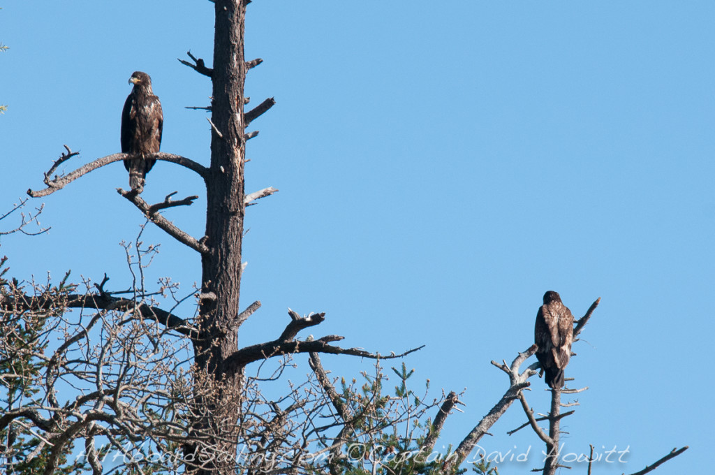 Immature Bald Eagles