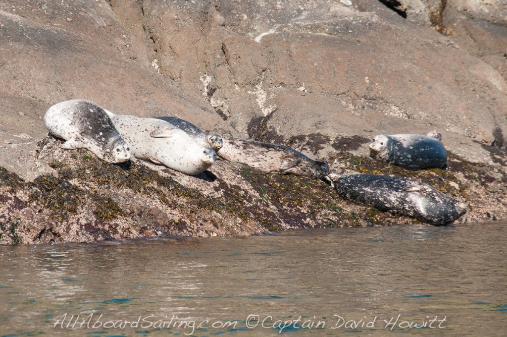 Harbor Seals hauled out at Speiden Island
