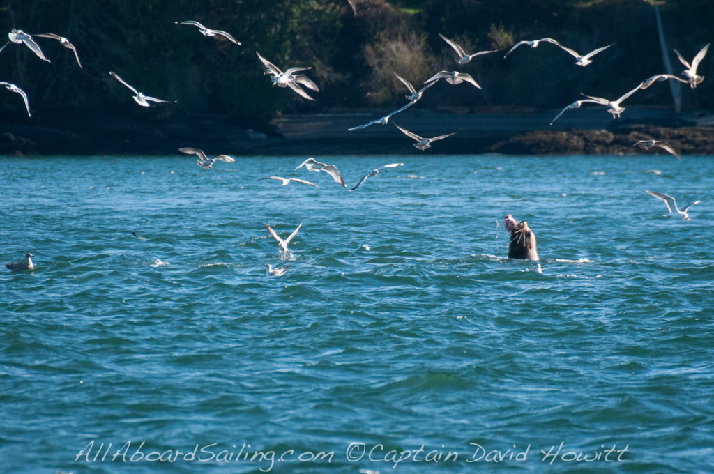 Stellar Sea Lion catches fish