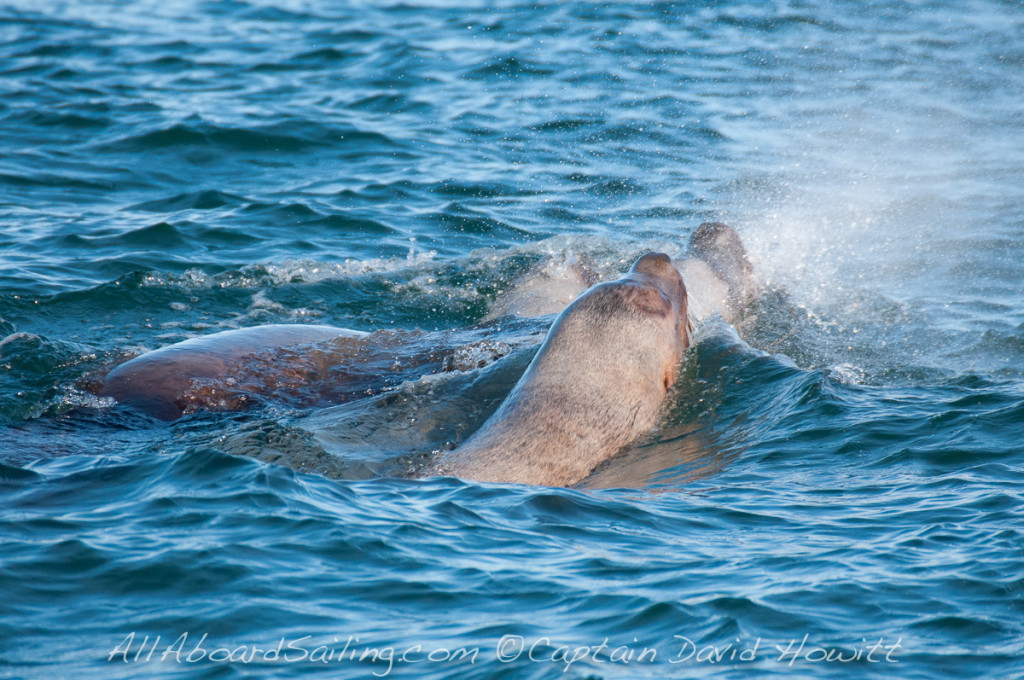 Stellar Sea Lions