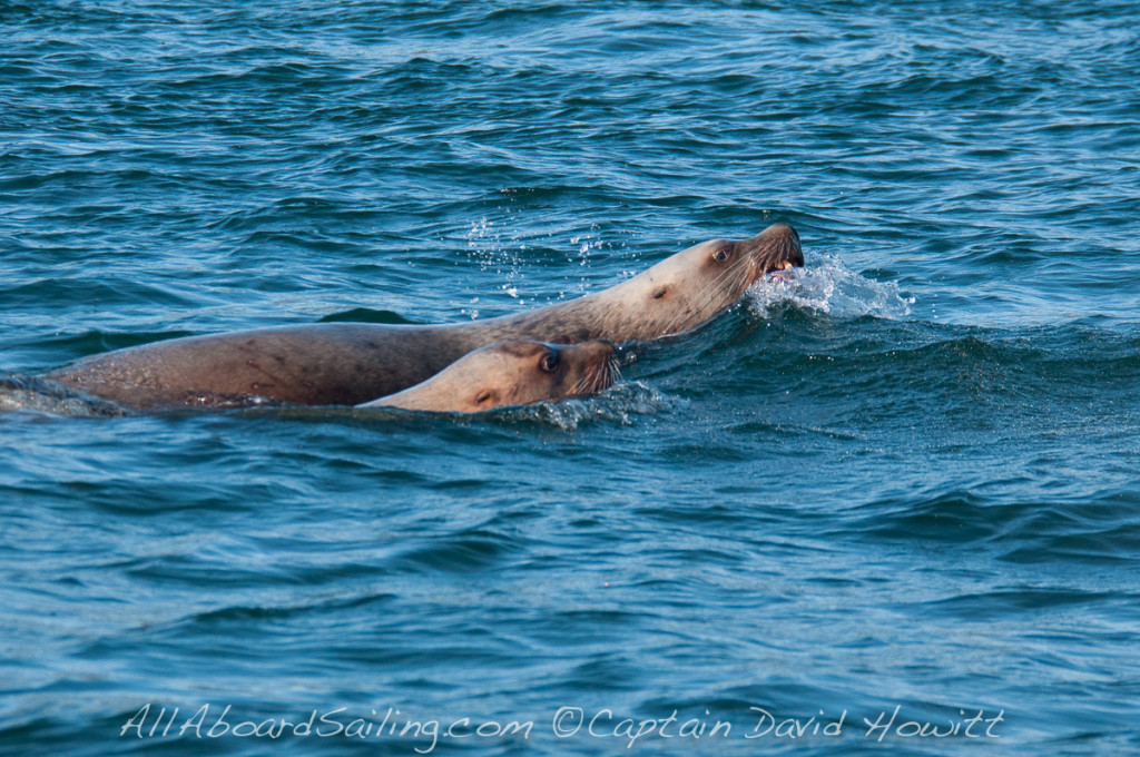 Stellar Sea Lions