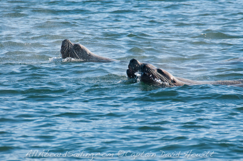 Stellar Sea Lions