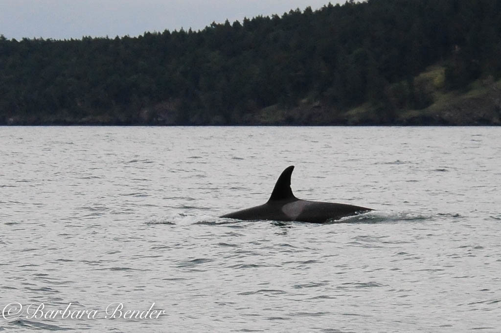 J47 Notch in Haro Strait