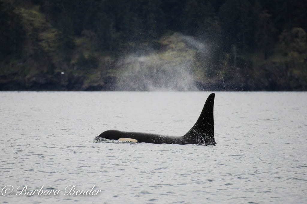 L87 Onyx in Haro Strait