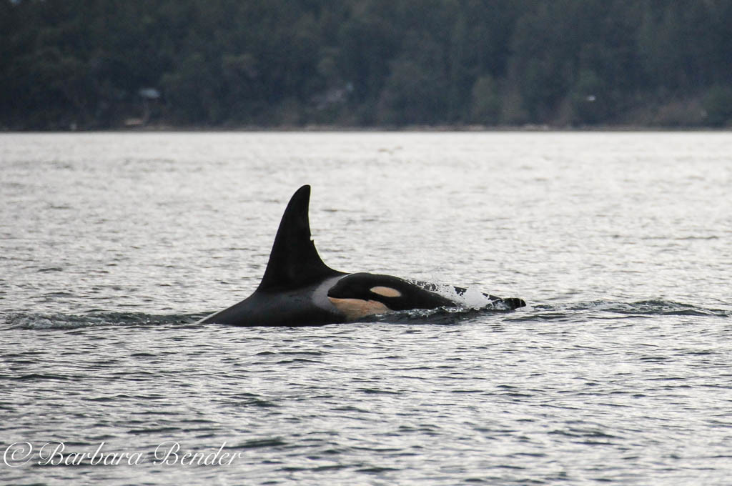 J28 Polaris with new calf, J54, born December 2015