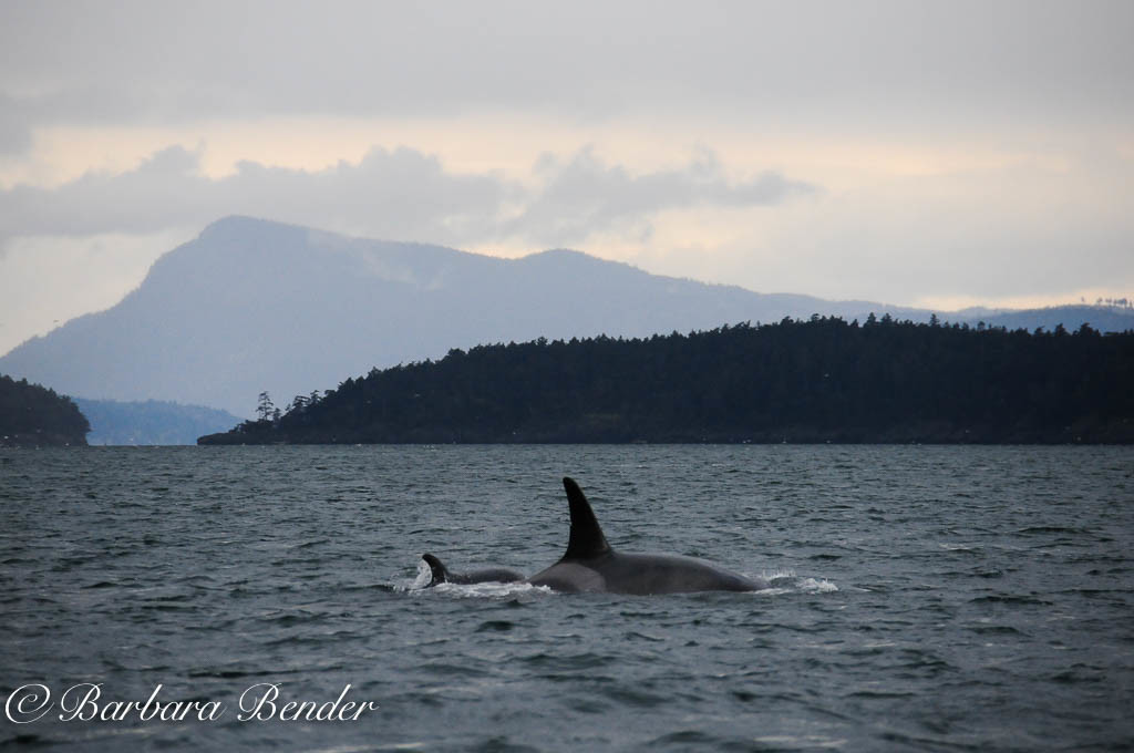 J28 Polaris with new calf, J54, born December 2015