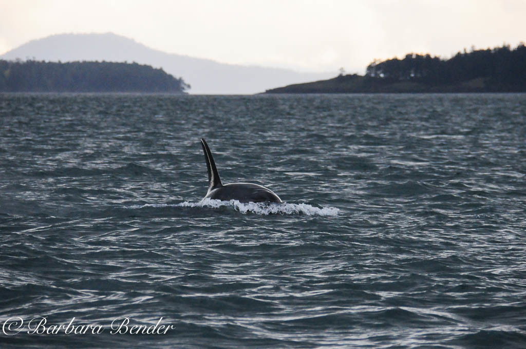 J28 Polaris in Haro Strait