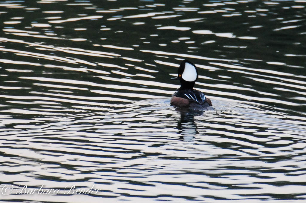 Male Hooded Merganser