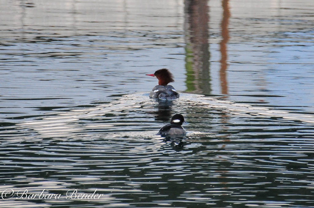 Female Hooded Merganser and Female Bufflehead