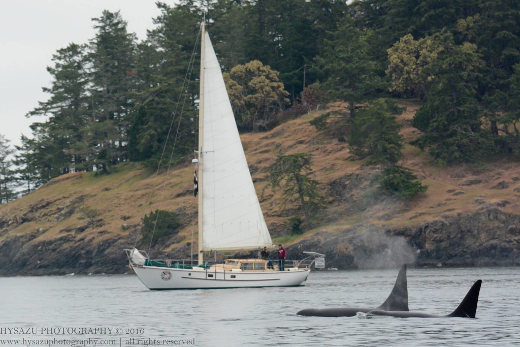 All Aboard Sailing Vessel Peniel - whale watching sailing