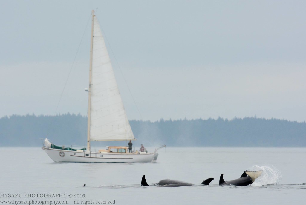 All Aboard Sailing Vessel Peniel - whale watching sailing