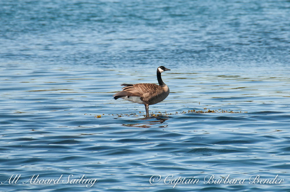 canada goose sale at sail