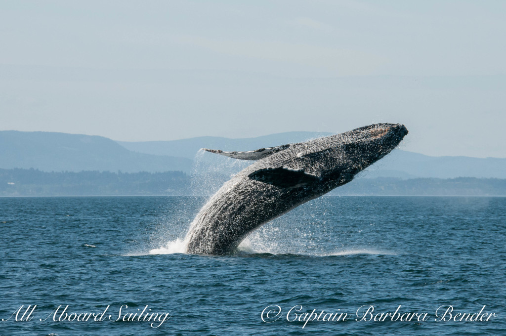 "Big Mamma" (BCY0324) Humpback whale breaches at Beaumont Shoals, Haro Strait West of San Juan Island