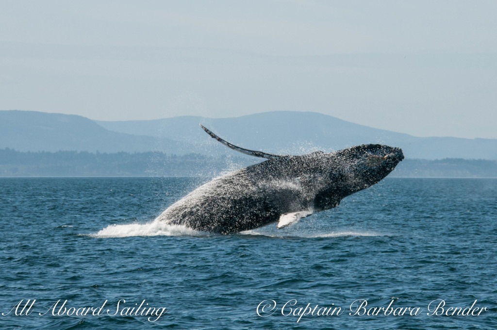 "Big Mamma" (BCY0324) Humpback whale breaches at Beaumont Shoals, Haro Strait West of San Juan Island