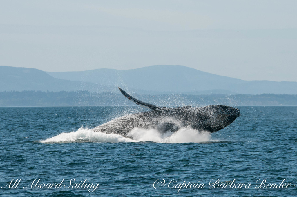 "Big Mamma" (BCY0324) Humpback whale breaches at Beaumont Shoals, Haro Strait West of San Juan Island