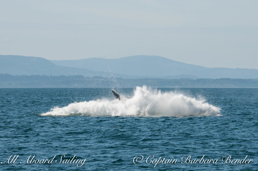 "Big Mamma" (BCY0324) Humpback whale breaches at Beaumont Shoals, Haro Strait West of San Juan Island