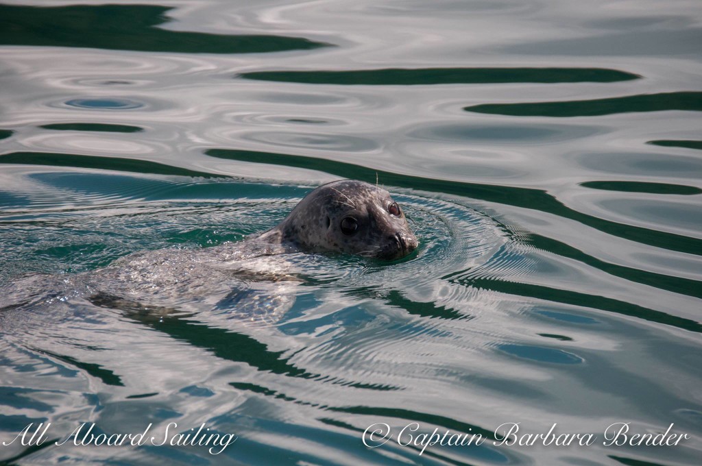 Harbor Seal