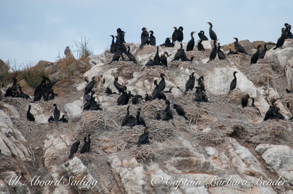 Pelagic Cormorant families