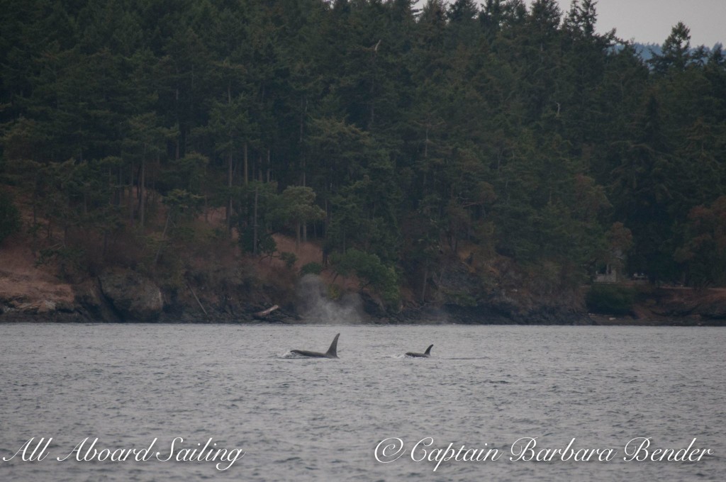 Transient orcas T65A2 and T65A3 outside of Friday Harbor