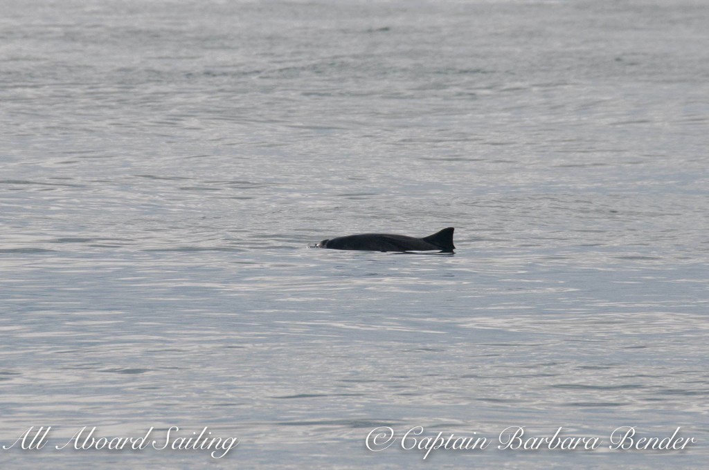 Harbor Porpoise