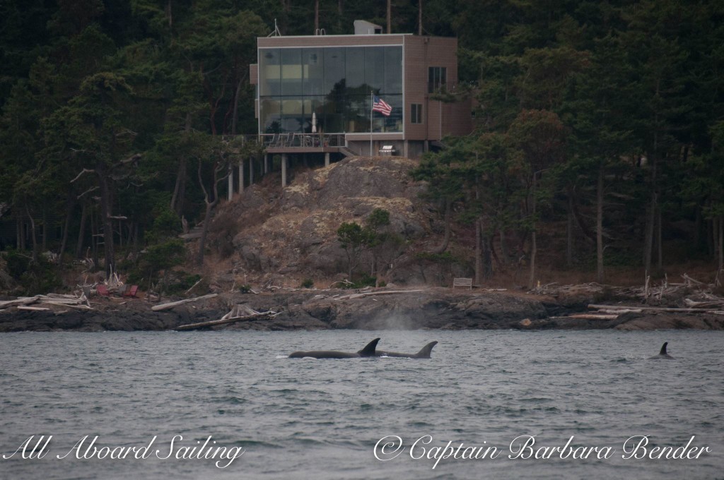 Transient killer whales T65A's heading down San Juan Channel