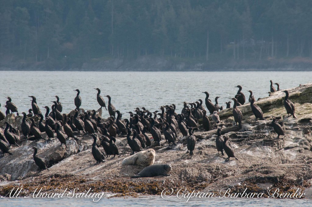 Harbor Seals and Cormorants