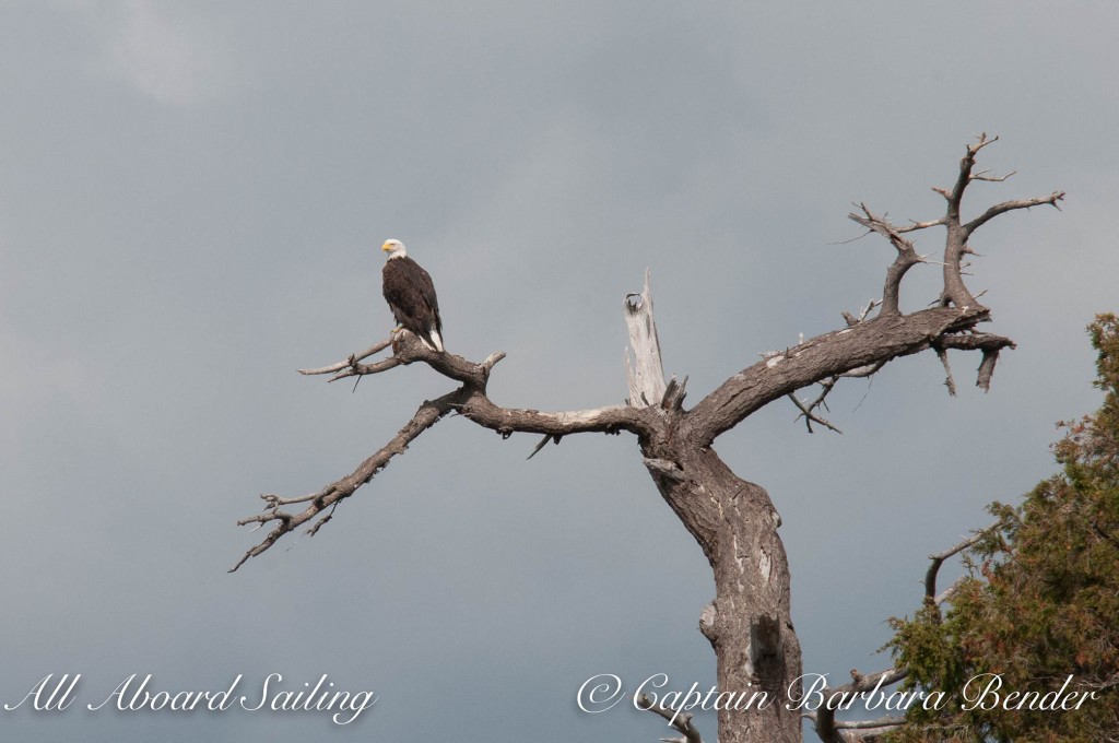 Bald eagle on Nob Island