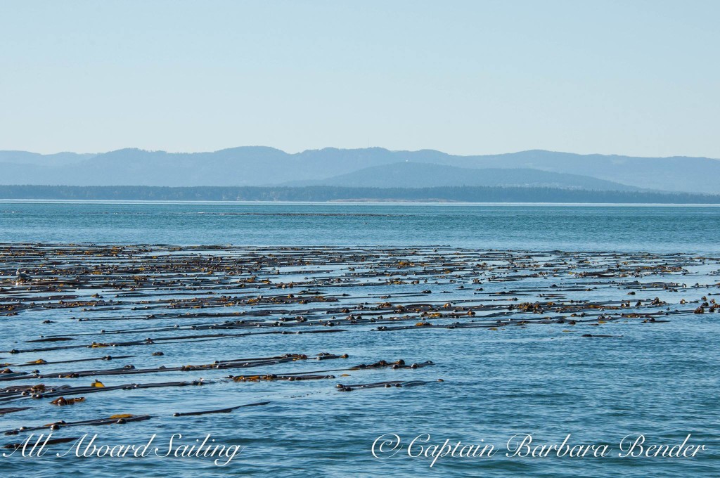 Kelp Forest