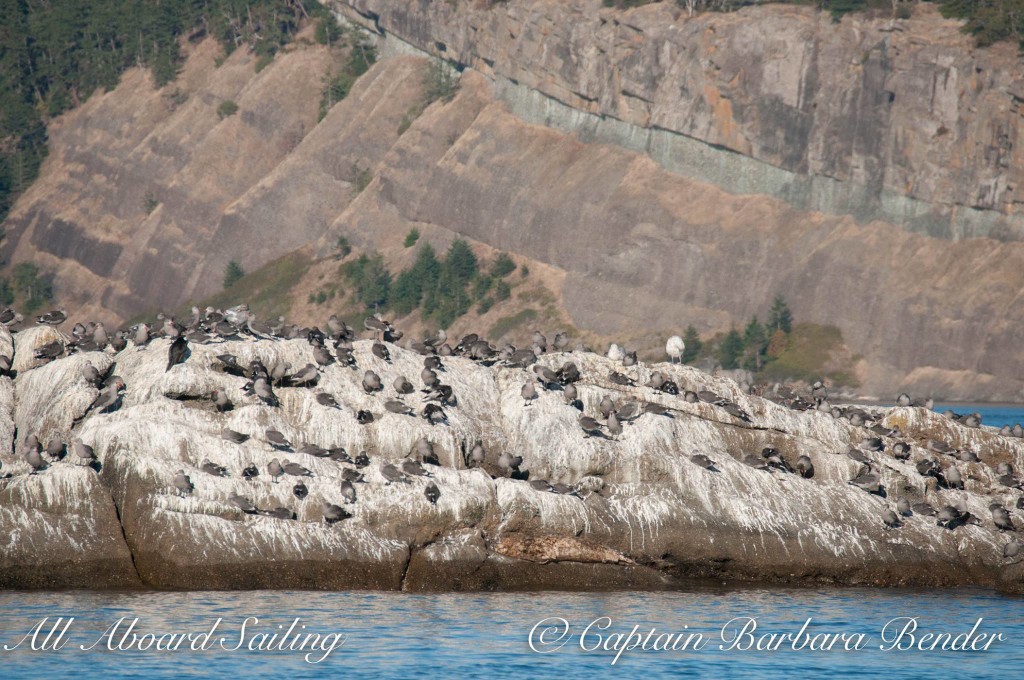 Heermans Gulls with Point Disney in background