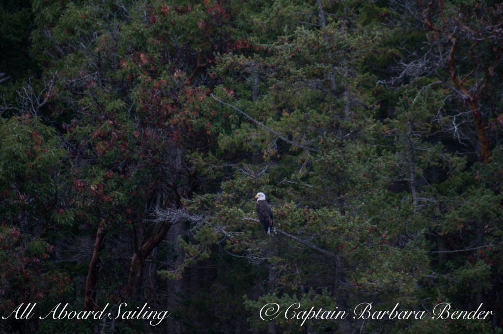 Bald Eagle