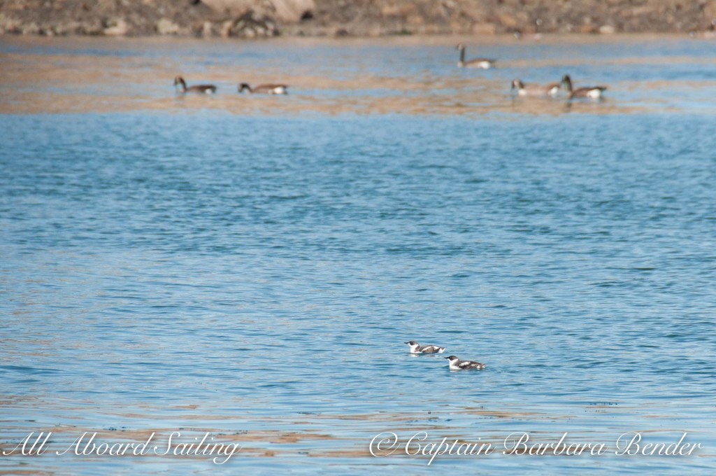 Pair of Marbled Murrelets, Canada Geese in background