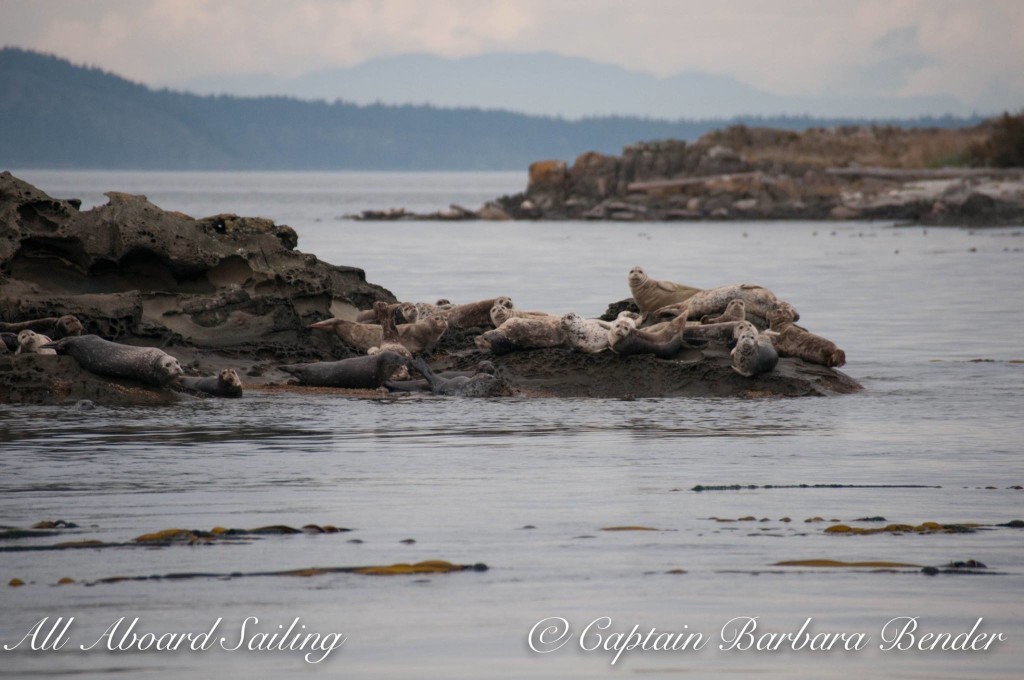 Harbor Seals