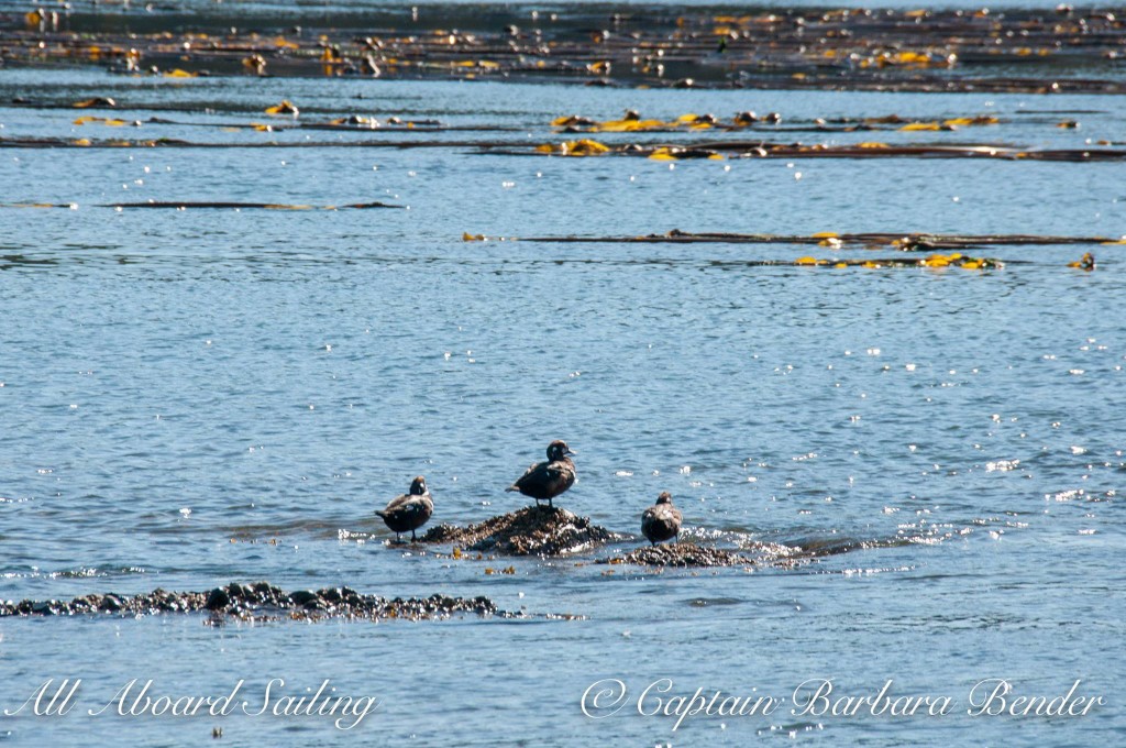 Harlequin ducks