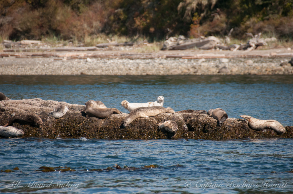 Harbor Seals on Shark Reef