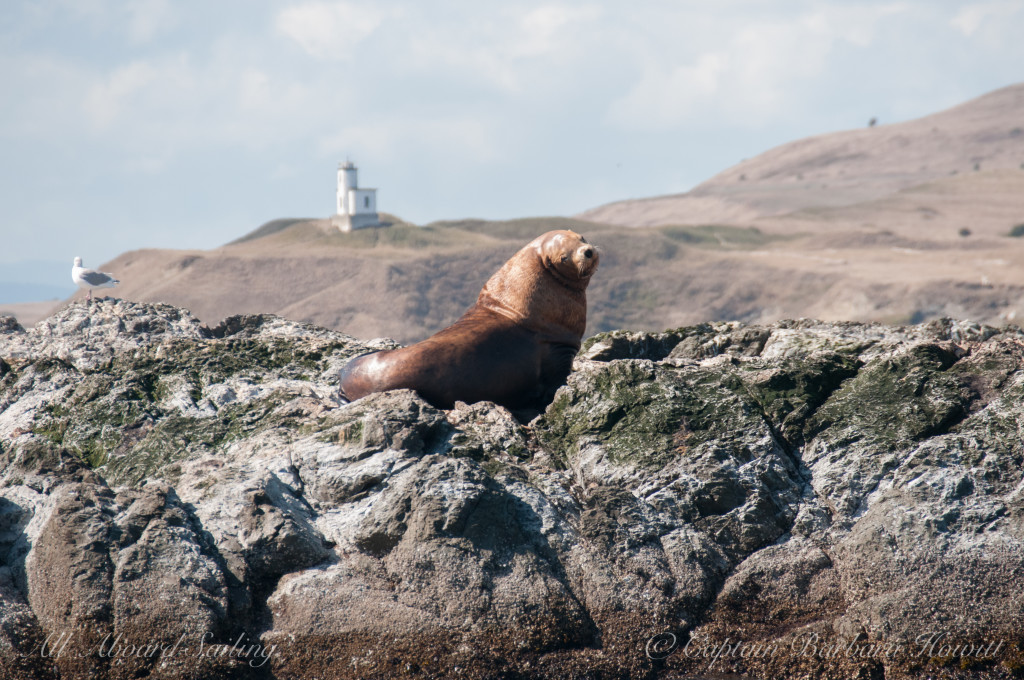 Steller Sea Lion with Cattle Point Lighthouse