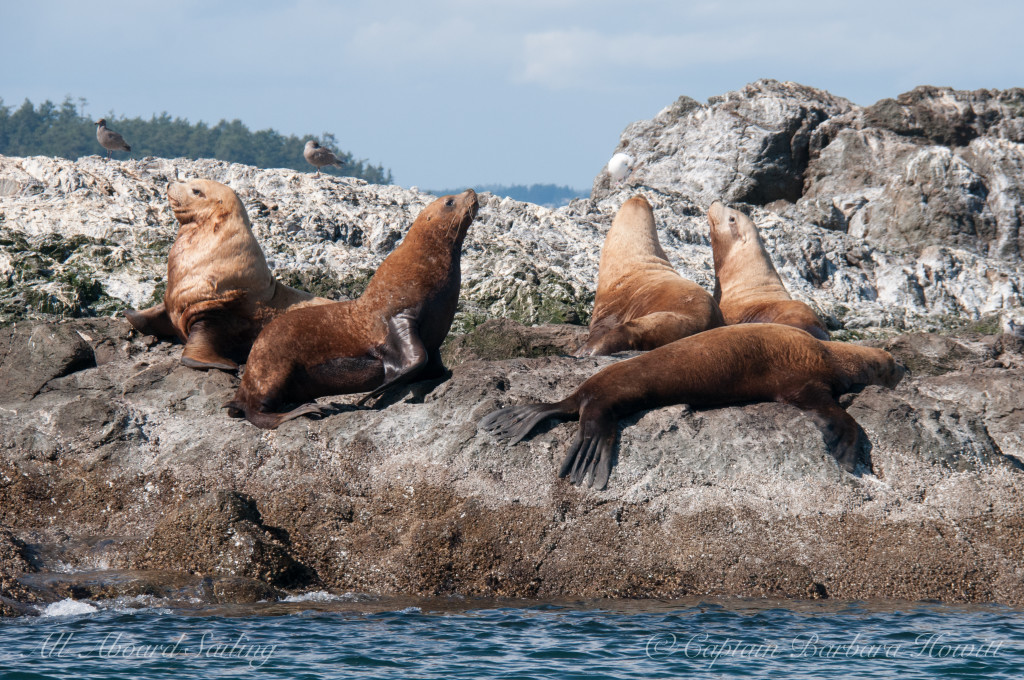 Steller Sea Lions on Whale Rocks