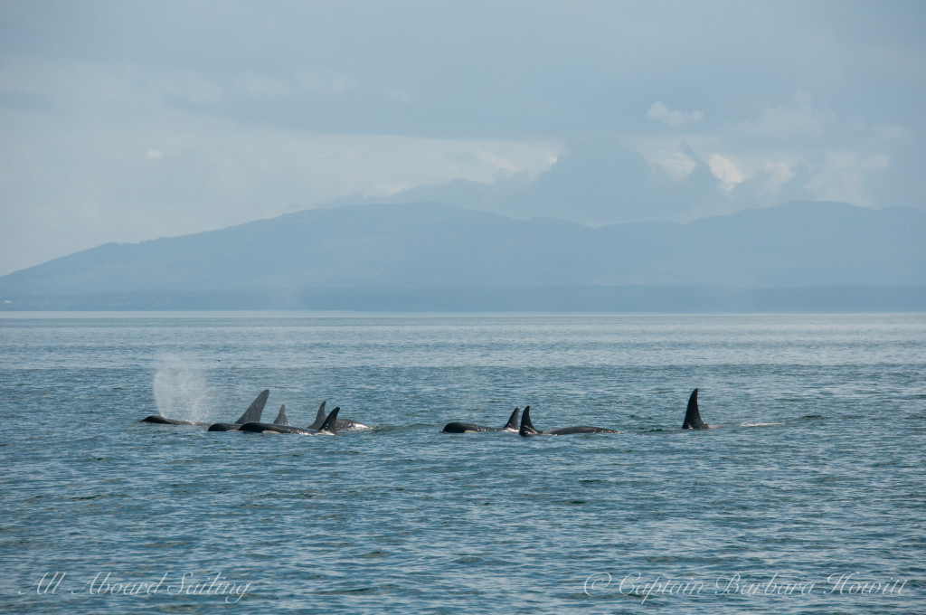 Southern Resident Orcas