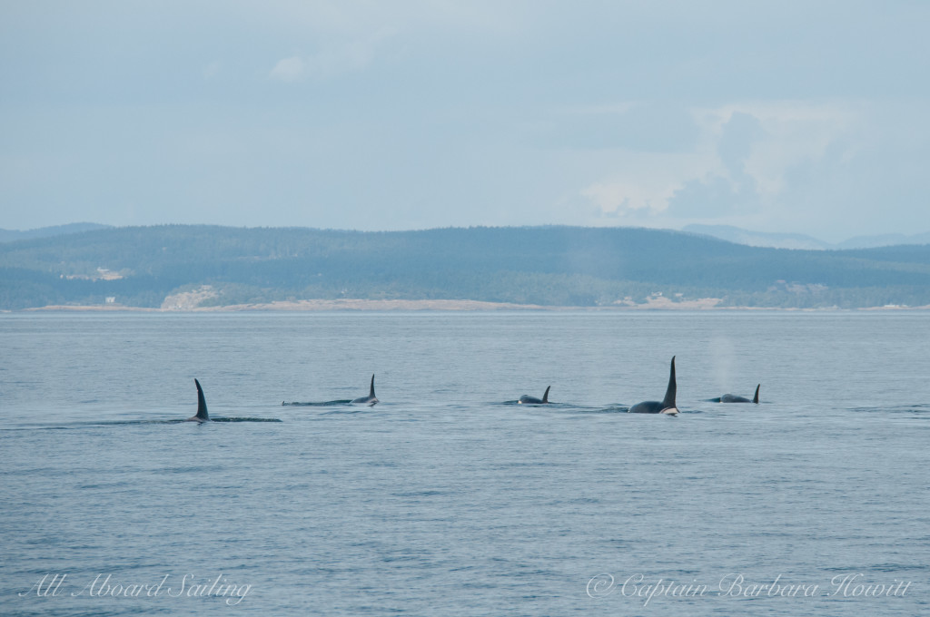 Southern Resident Orcas