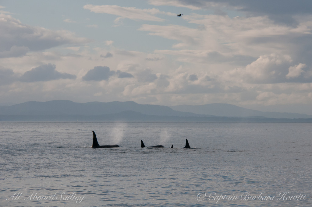 A group of L pod members