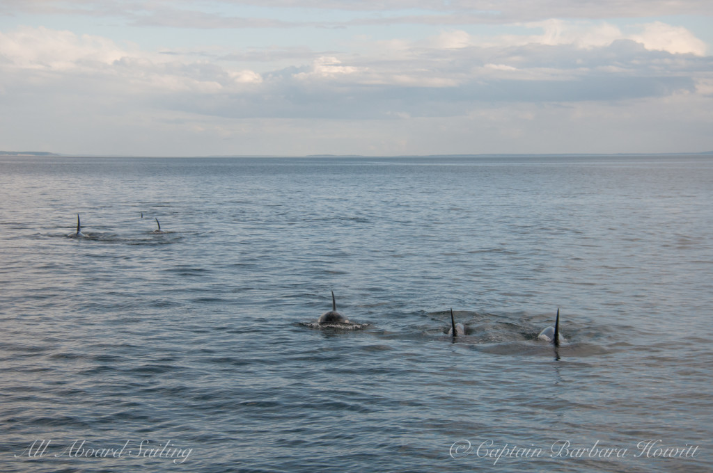 Southern Resident Orcas